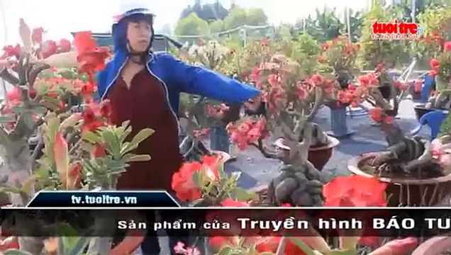Hoa sứ tết tràn ngập đường phố Sài Gòn