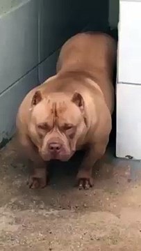 Muhammed Ali - Masallah Seyh Seyda