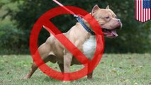 U.S. needs to seriously consider banning deadly pit bulls (and maybe Pitbull, too)