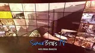 997 Snake Eggs! SnakeBytesTV - Ep. 390   AnimalBytesTV