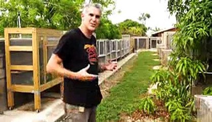 Albino Iguanas! CrittaCam - Ep. 54   AnimalBytesTV