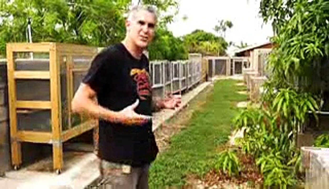 Albino Iguanas! CrittaCam - Ep. 54   AnimalBytesTV