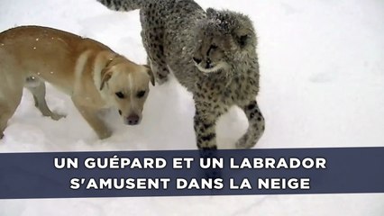 Snowzilla: Un guépard et un labrador s'amusent dans la neige