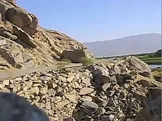 Des guêpes très en colère après une grosse explosion