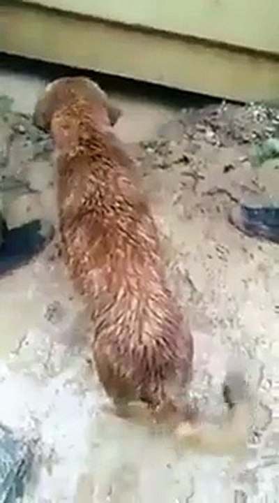 Une maman chien sauve ses petits de la noyade pendant une inondation