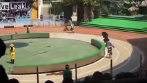 Un ours attaque un singe qui fait du vélo dans un cirque - Quand le numéro tourne mal