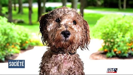 J'ai testé pour vous : le toilettage canin