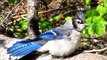 Why birds Sunbathe - Baby Blue Jay 'Sunning' - Watch in HD