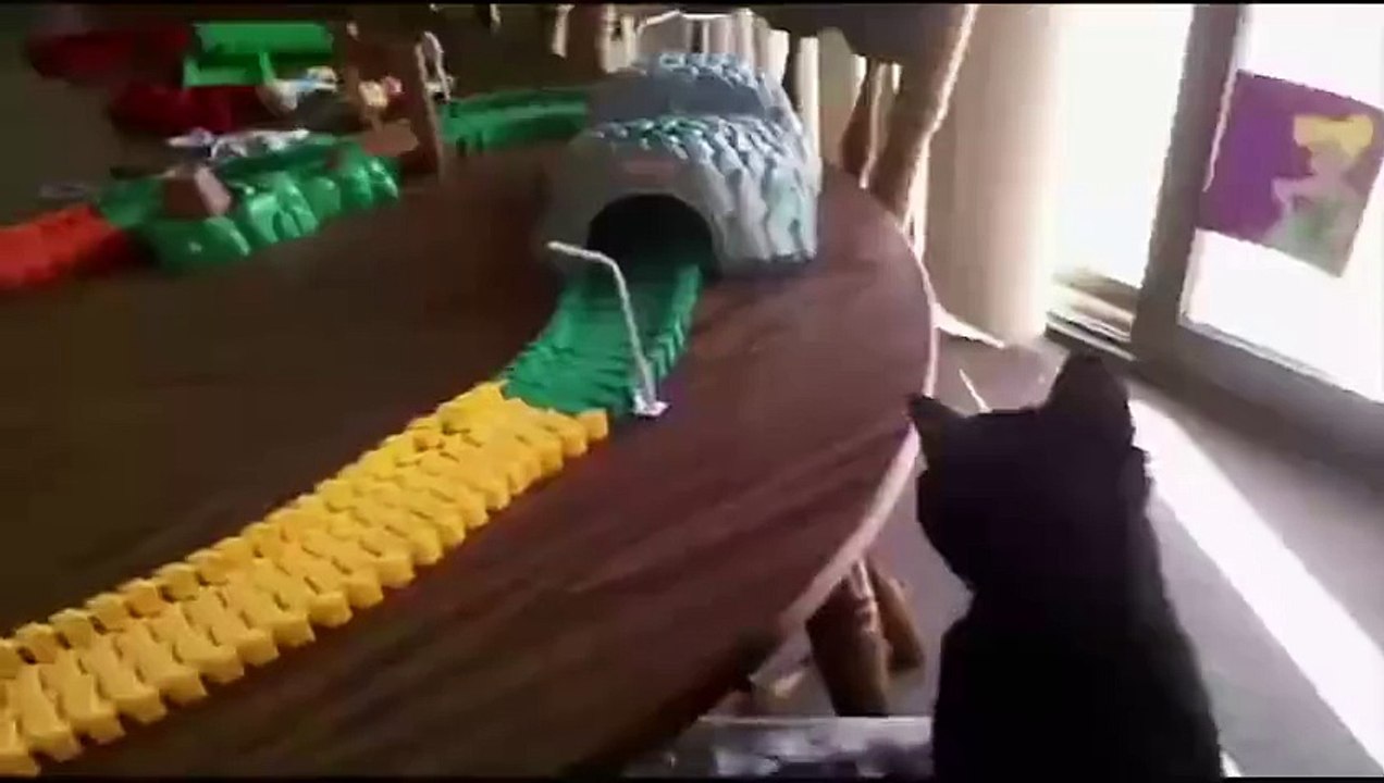 Just a bunch of funny Cats!