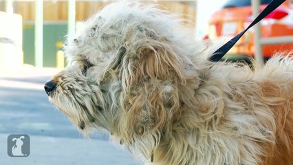 This Abandoned Dog Was Given The Transformation Of A Lifetime…