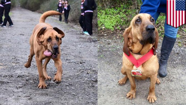 Dog let out to pee runs half-marathon, finishes seventh