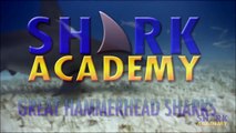 Shark Academy  Great Hammerhead Sharks