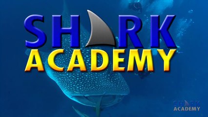Shark Academy  Tiger Sharks
