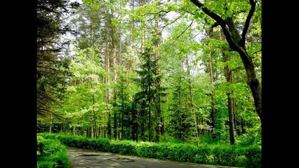 Ярослав Сумишевский  "Беловежская пуща"