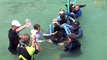 Stranded Pilot whale rescued by volunteers