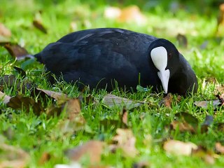 les Piafs autour du monde