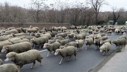 400 brebis transhument par le pont de Viviers