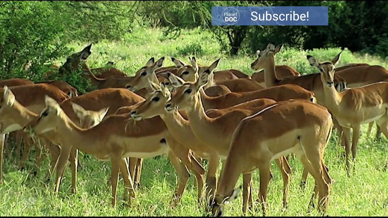 Gerenuk. Giraffe Neck   Nature - Full Documentaries