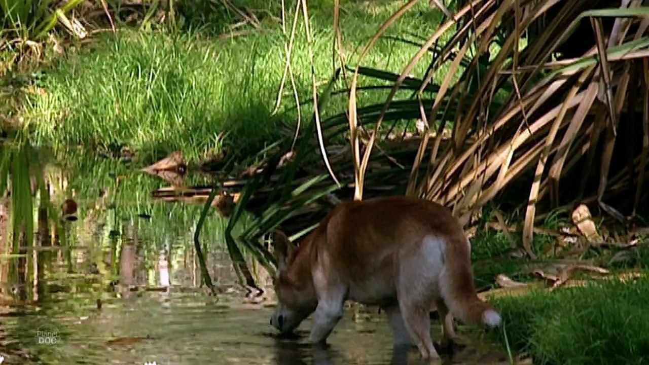 The Dingo´s Strength   Nature - Full Documentaries