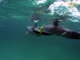 Dolphins play keep away with snorkelers