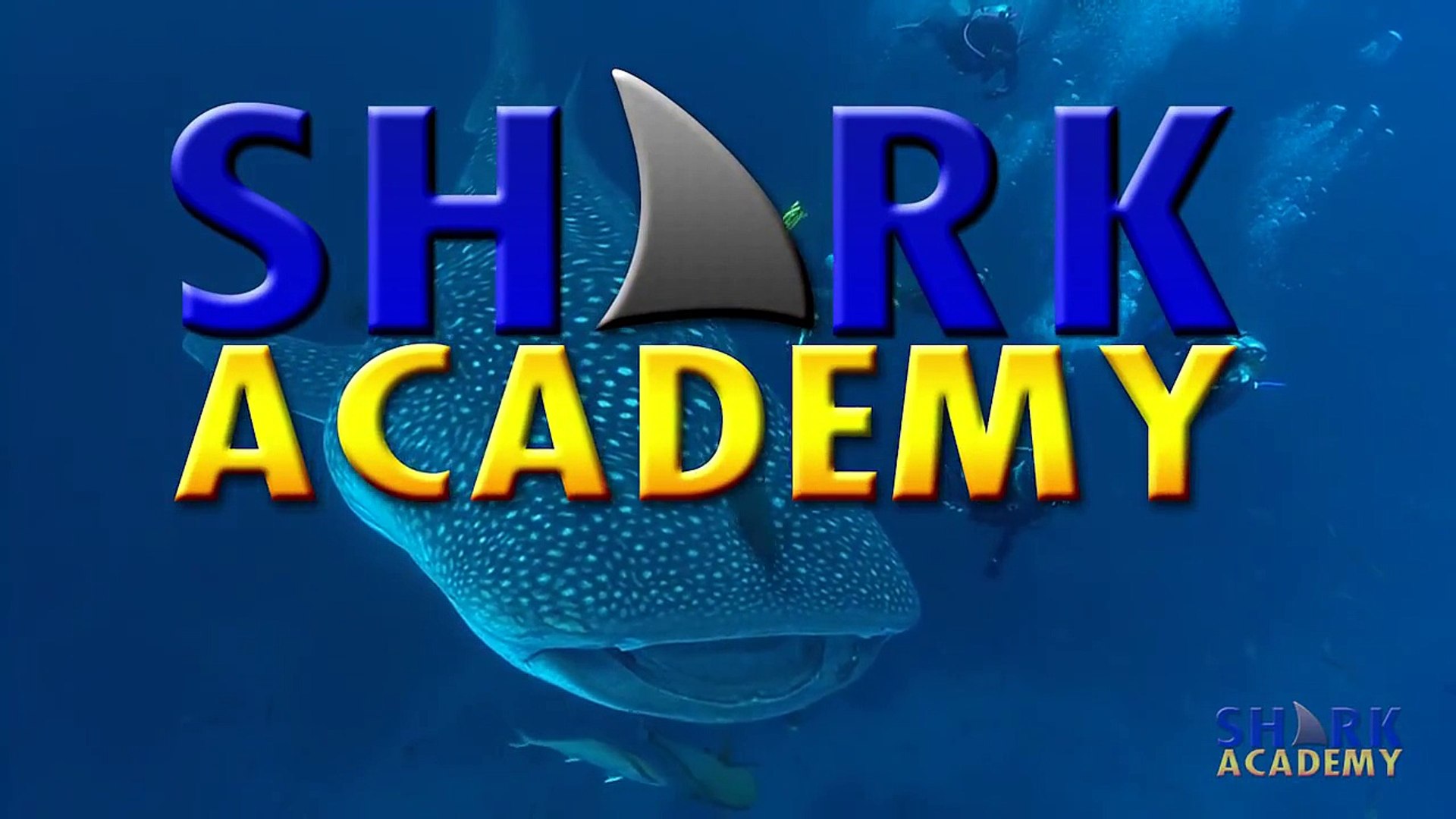 Shark Academy  Bull Sharks