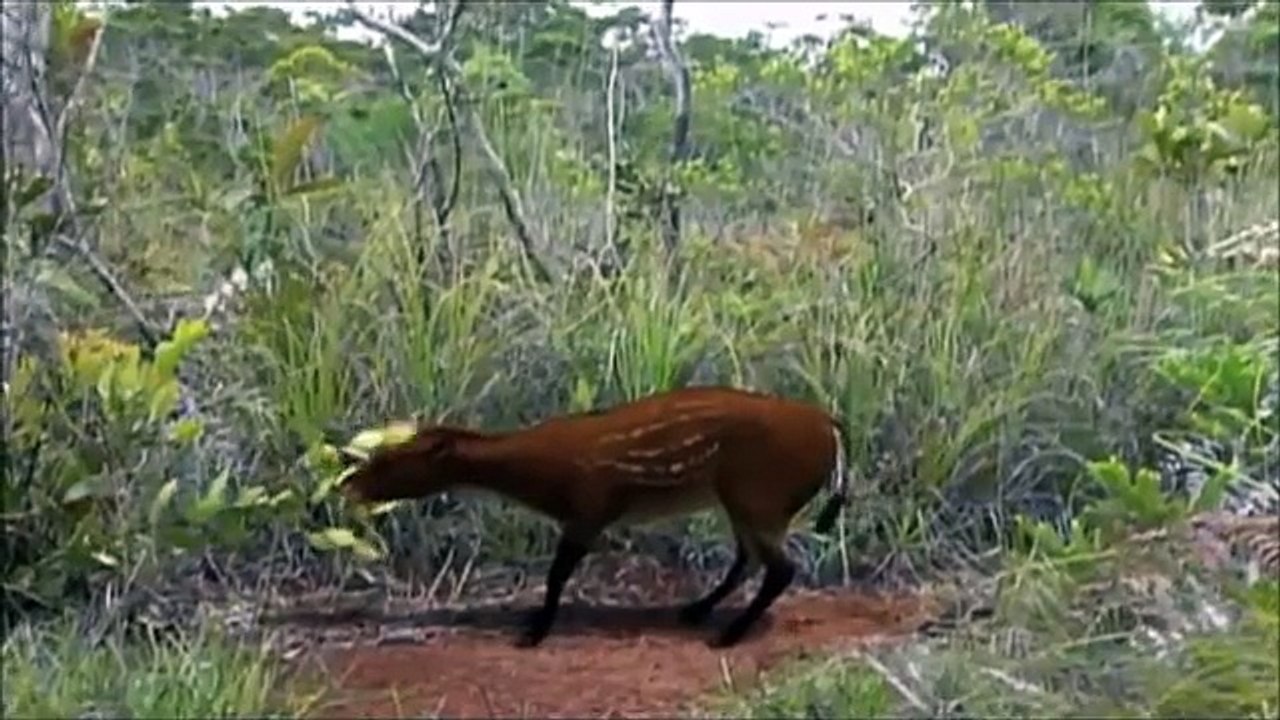 Life After the Dinosaurs