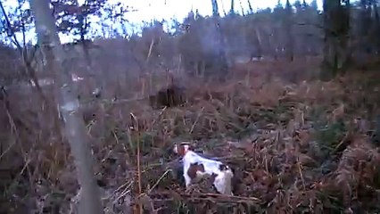 Arrêt Itou puis Delta sur bécasse