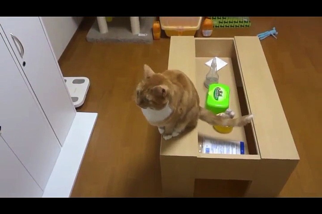 Video Clip Cat funny #2