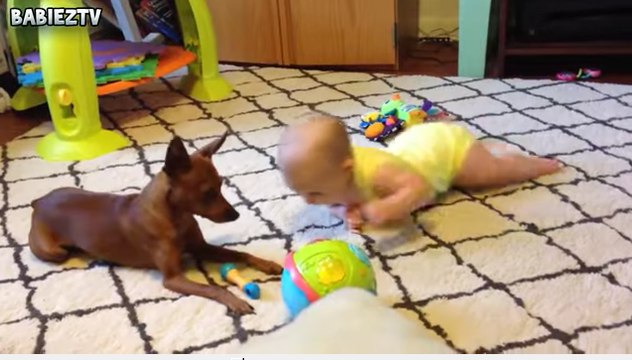 Cute Babies Crawling With Dogs-