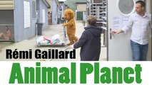 ANIMAL PLANET (REMI GAILLARD)