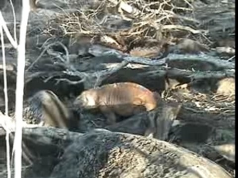 Iguane aux Iles Galapagos