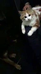 Funny animals fight part2
