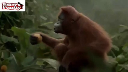 Funny Animals Dancing To Rap