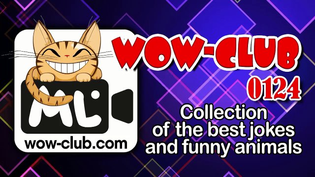 The Best Jokes and Funny Animals. Compilation WOW-club #0124