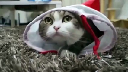 Cмотреть приколы про кошек