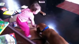 Funny Babies Annoying Cats and Dogs Compilation