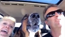Funny Basset Hound Compilation - Best Basset Hound Videos