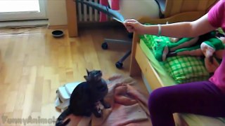 Funny Cats Compilation_2