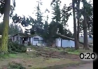 Trees Fall Can Be dangerous