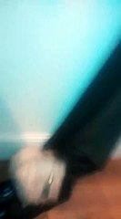 Cute Bichon Frise playing in curtains