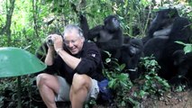 Suddenly A Gorilla Came To Him And Did Something Unexpected. What A Lifetime Surprise!