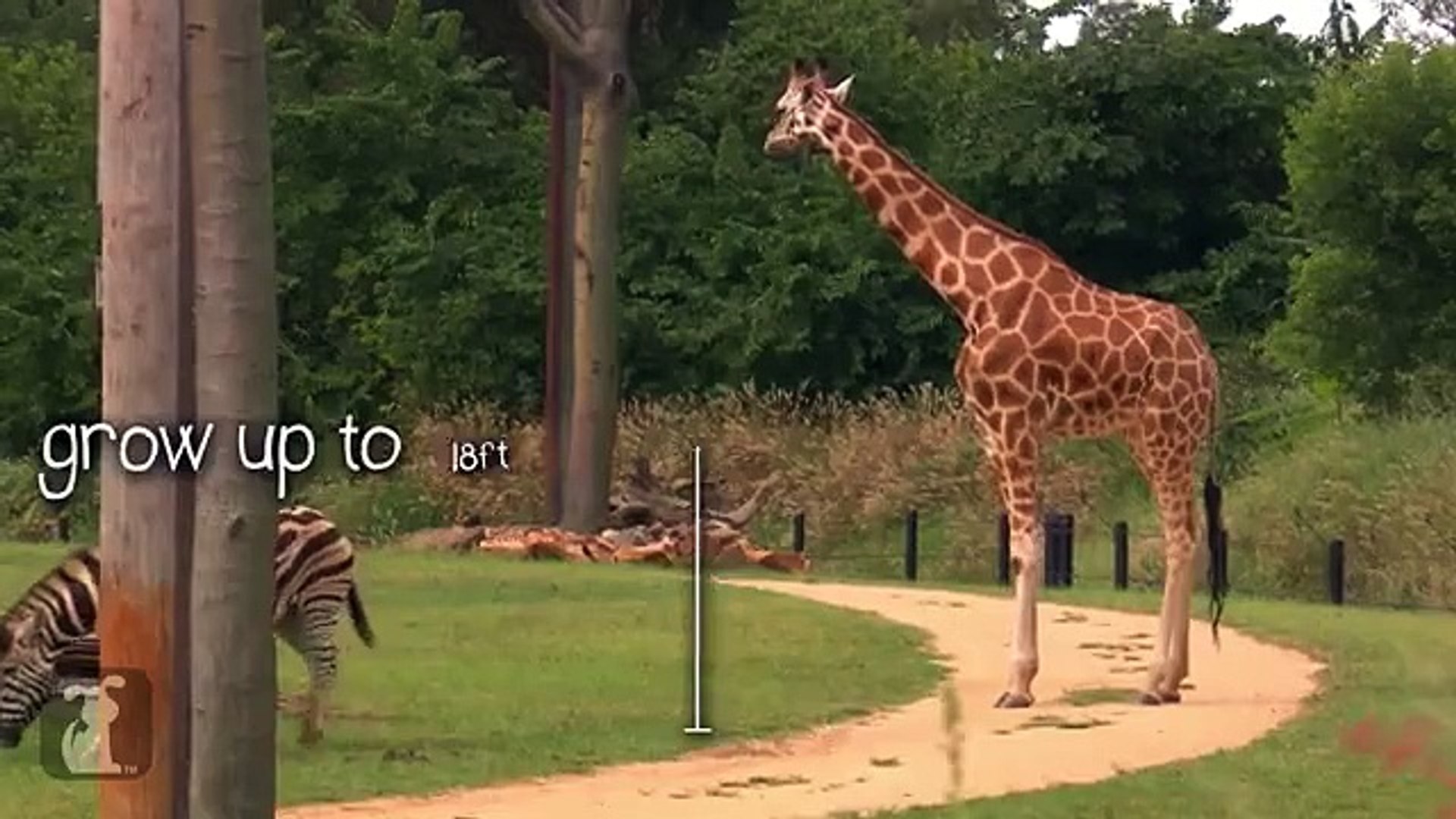 ⁣Bindi amp Robert Irwin feature Giraffes Rosie and Forest Growing Up Wild