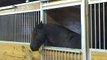 Horses Kept Disappearing, So A Camera Was Set Up To Find Out How… Now We Know!!