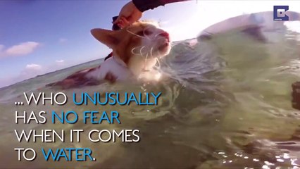 One-Eyed Cat Loves To Surf