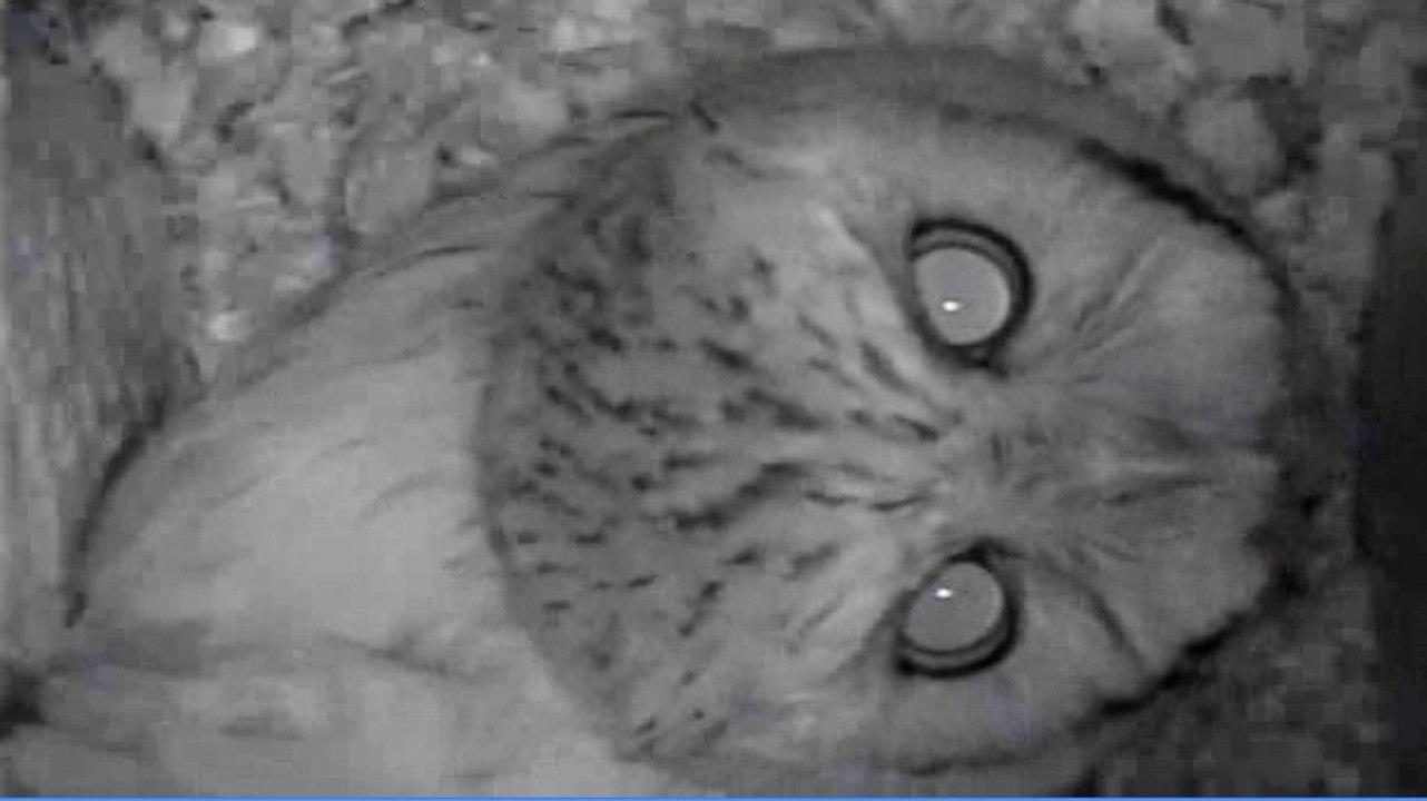 Excited Screech Owl Calling From Nest Box