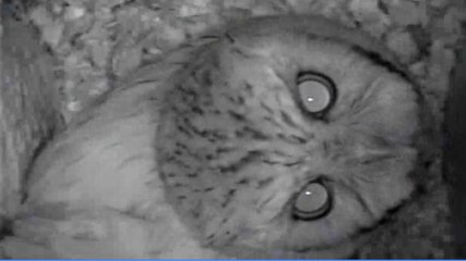 Excited Screech Owl Calling From Nest Box