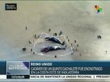 Aparece muerto un quinto cachalote en la costa este de Inglaterra
