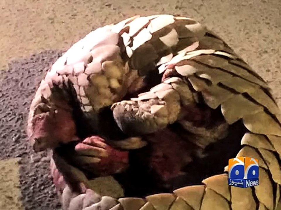 Pangolin shot by security guard in Karachi