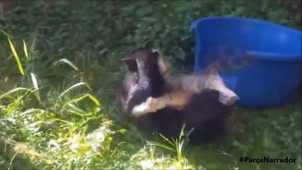 BRIGA DE GATOS - CAT FIGHT - NARRAÇÃO DE VIDEOS ENGRAÇADOS