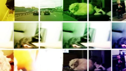 Funny Cat Videos from the JukinVideo Vault